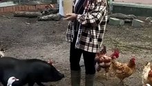 Who volunteers as a tribute_ 🤭 #hungergames #farm #animals