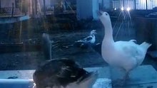 Yeah... They_d have Cardi B_s voice for sure 🤣 ☄️🇵🇹 #ducks #meteorite #twitch #portugal #m