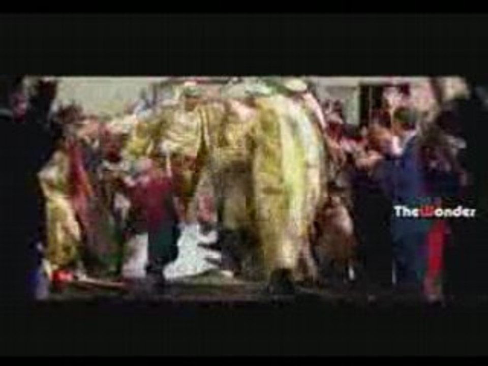 Zein al omer / lebanese dabkeh