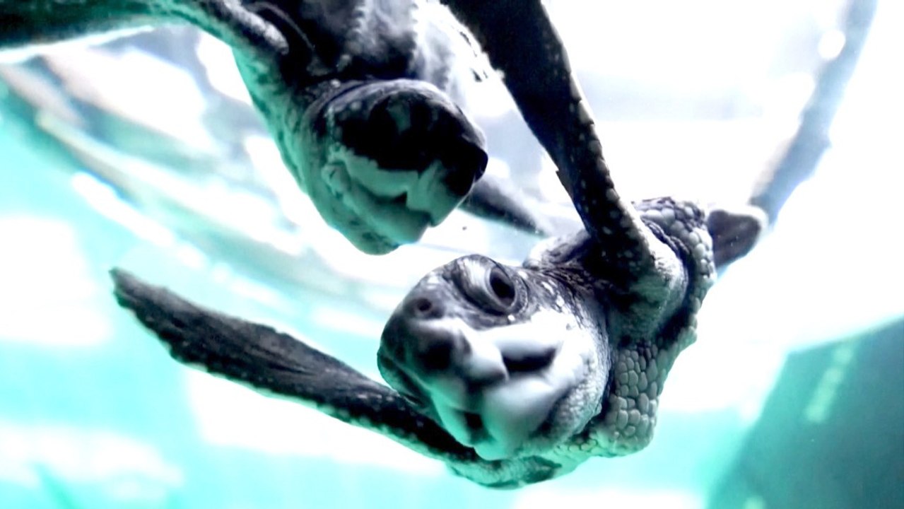 Behind the release: satellite-tracked baby sea turtles released by Thai ...