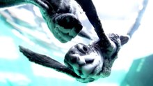 Behind the release: satellite-tracked baby sea turtles released by Thai conservationists