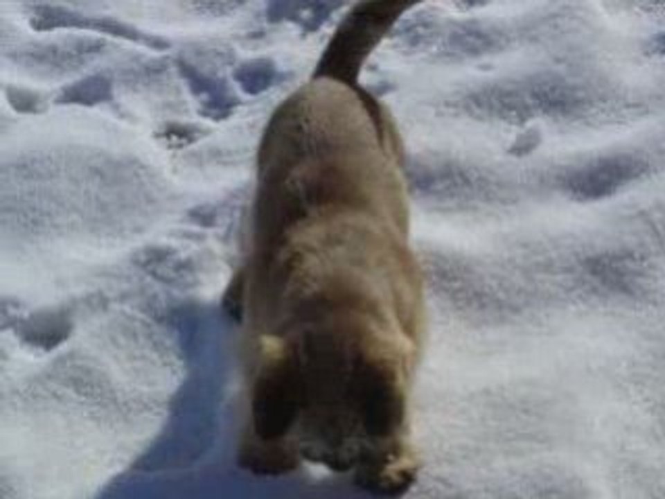 Mon petit chien bébé