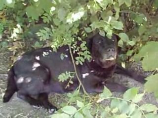 Lulu pépère Août 2008 275