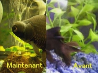 mes poissons rouges avant - après