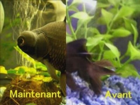 mes poissons rouges avant - après