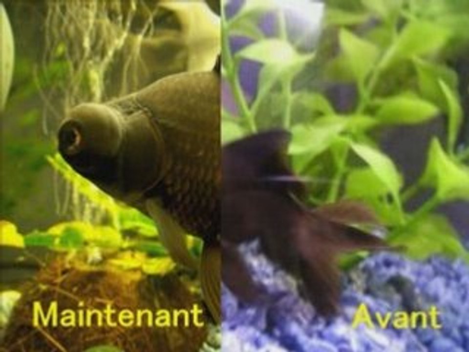 mes poissons rouges avant - après