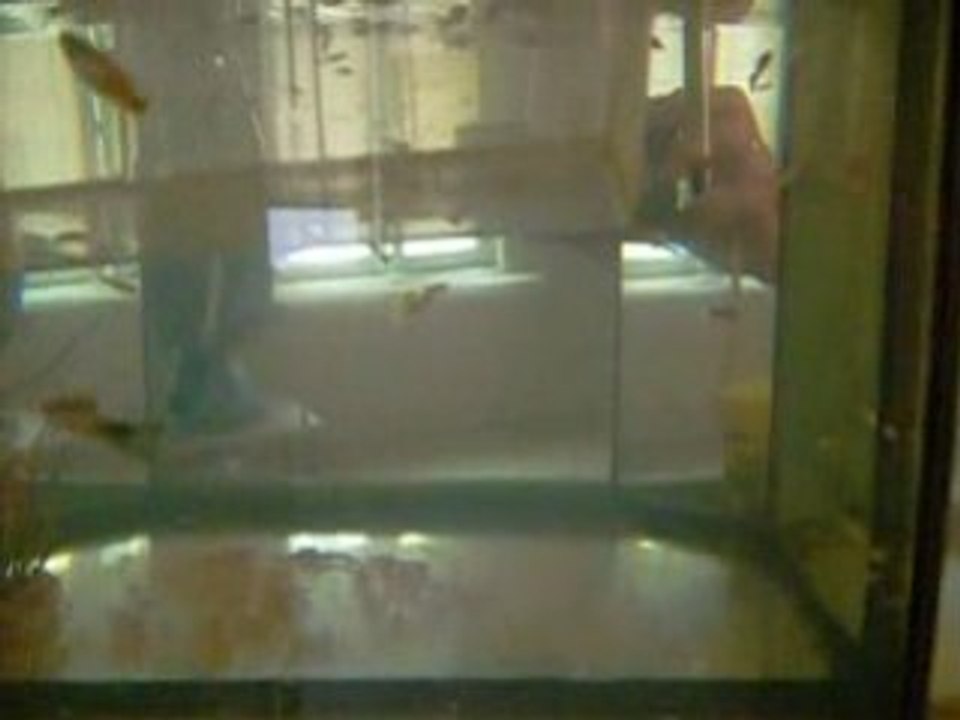 Aquarium alevins