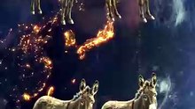 SpinningMule - #funnyanimals #pets #fyp #SpinningMule