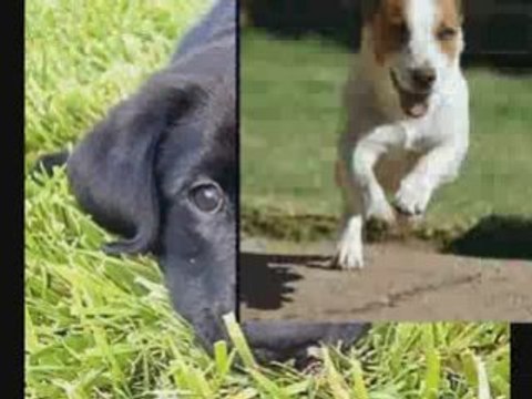 Do it yourself dog training made easy