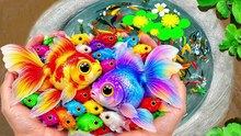 I Catch Freshwater Aquarium Fish in Small Pond Baby Turtles, Nemo, Tetra, Betta, Blu Crab, Nemo, Snail