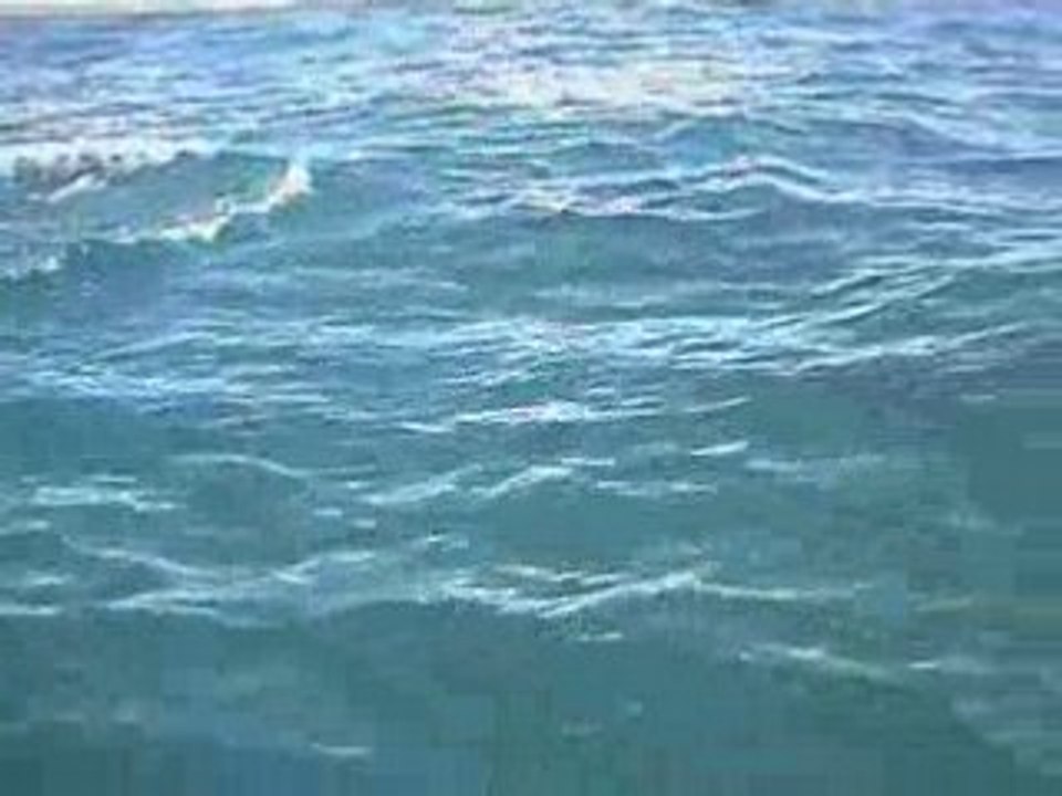 Dauphin_0001