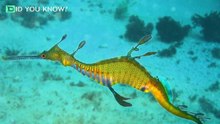 Ruby Sea Dragon Spotted in the Wild for the First Time