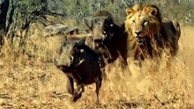 Two Lions Chase a Warthog 🦁💨 | AI Wildlife