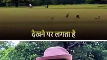 छिपी हुई हिंसा || आचार्य प्रशांत