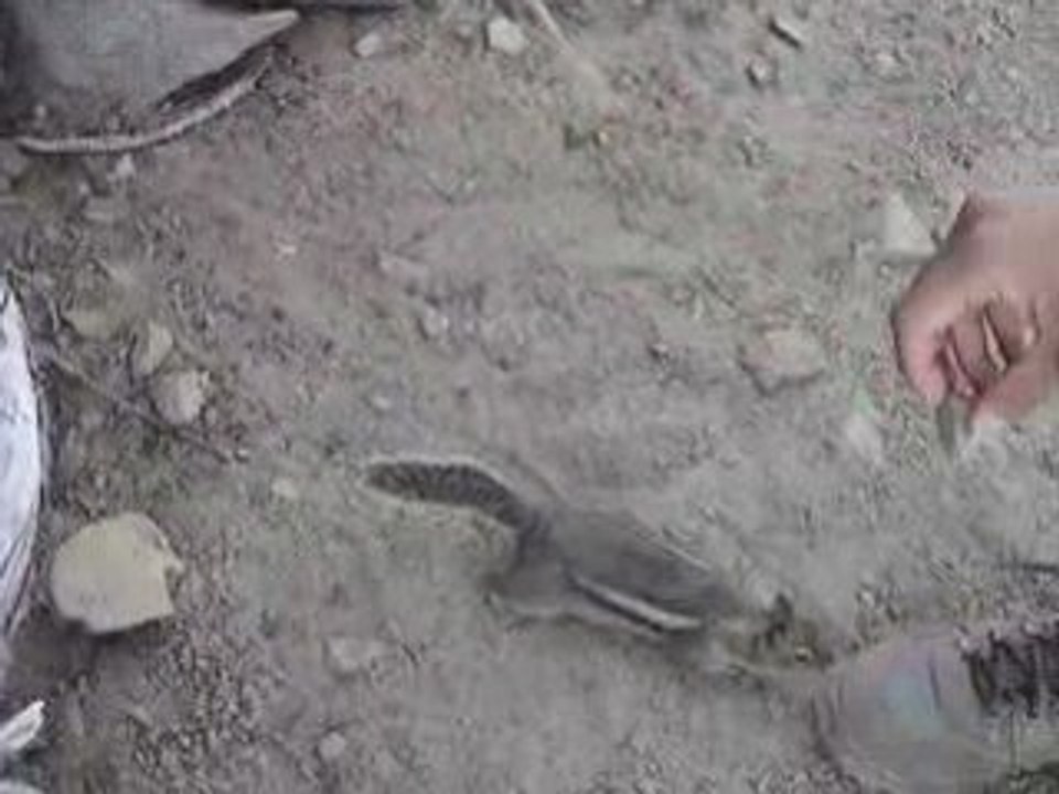 Chipmunk 2