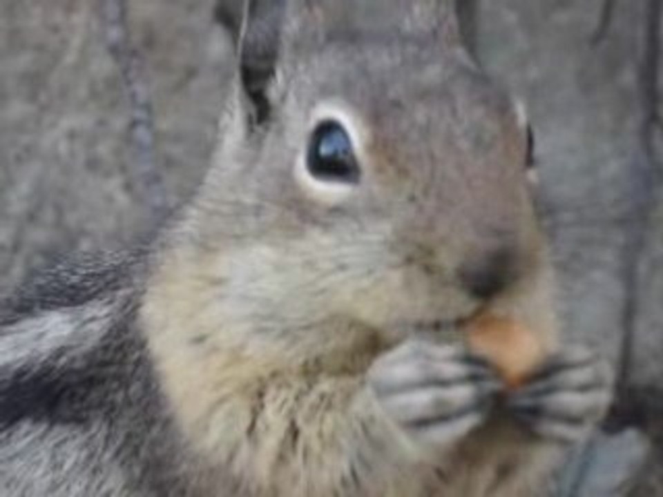 Chipmunk