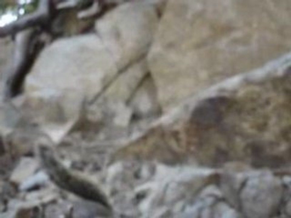 Chipmunk 3