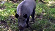 Este “cerdo” puede matar tigres, osos… ¡y hasta a ti! — JABALÍ