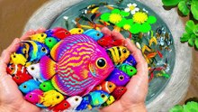 I Catch Freshwater Aquarium Fish in Small Pond Baby Turtles, Crayfish, Betta, Blu Ram, Nemo, Dart Frog