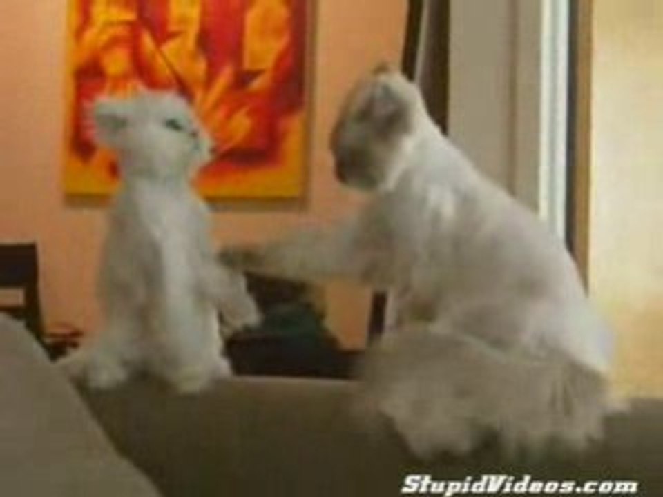 Cat_Calculates_Risk[1]