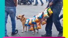 ¡EL PERRITO MÁS TRABAJADOR! ¡SALE A CHAMBEAR CON SU DUEÑO!