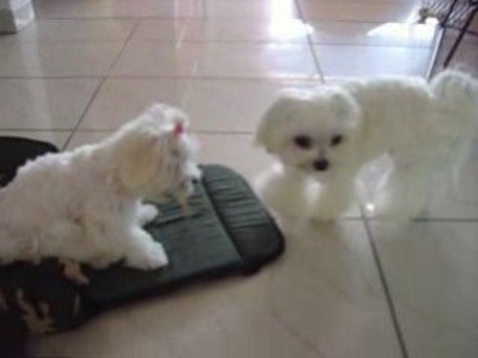 Chanel und Harmony