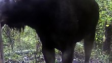 moose October 26 Up close and personal with a giant! 🦌🔥 #Wildlife #Nature #Moose