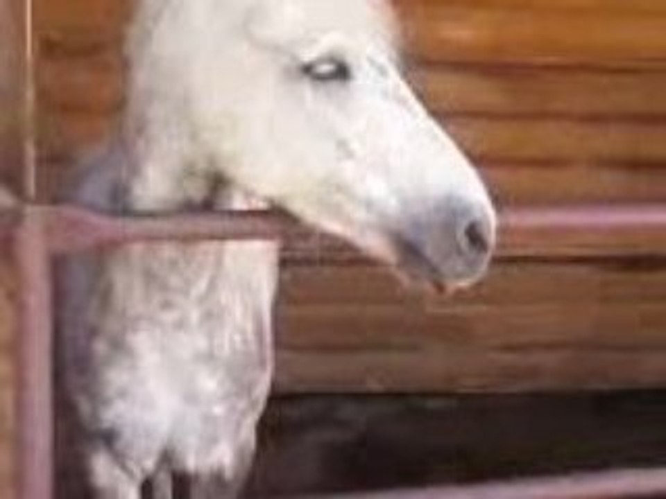 lor shetland