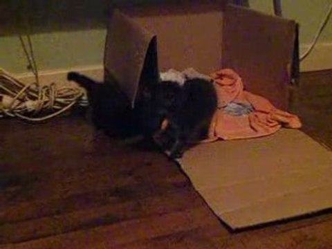 Chatons gris et noir qui jouent