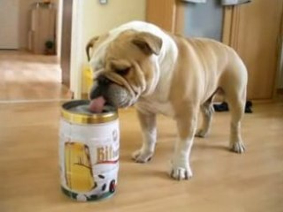 Bulldog-Bitte ein Bit