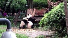 Regardez ces adorables petits pandas ! 🐼💕 Ils jouent, ils courent et font tellement de petites bêtises ! Leur innocence et leur douceur sont vraiment irrésistibles. 🥰 Un vrai moment de bonheur à partager ! ✨