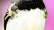 Bigodinho x Papacapim #bigodinho #tuitui #bigodinhodefibra #papacapim #PassarosDeCanto