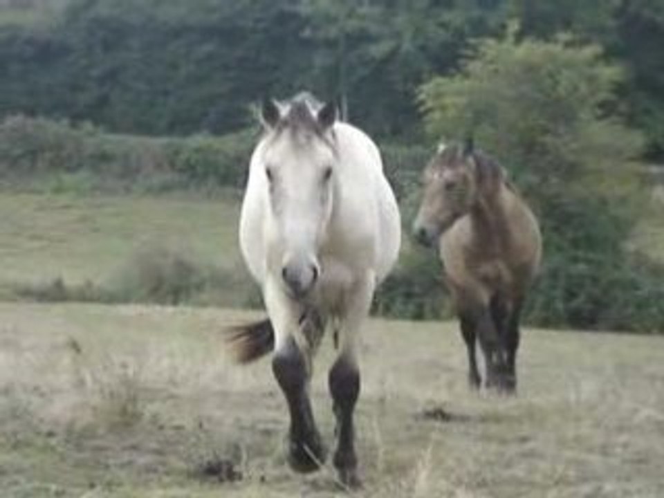 poulain par bonny