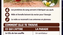 Pourquoi seul le moustique femelle pique ?