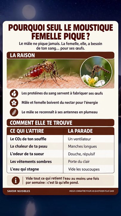 Pourquoi seul le moustique femelle pique ? - Vidéo Dailymotion
