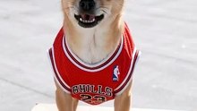 Chico the chihuahua.