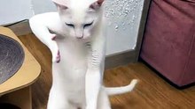 Funny Cat Videos 😻 Adorable Dancing Cats #catfunny