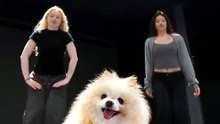 Funny Dog Videos 😻 Adorable Dancing Dog #catfunny