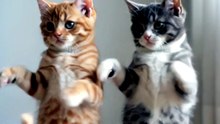 Funny Cat Videos 😻 Adorable Dancing Cats #catfunny