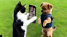 Funny Dog Videos 😻 Adorable Dancing Dog #Dogfunny