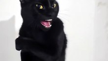Funny Cat Videos 😻 Adorable Cats #catfunny