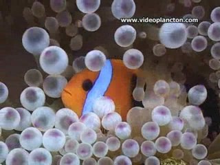 Documentaire cOrail.nc part2 nouvelle calédonie