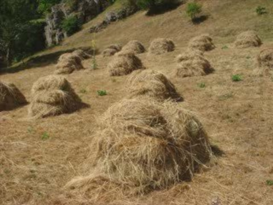 ÖZLÜCE KÖYÜ 2008 KÖY PİKNİK RESİMLERİ SLAYT