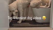 Top 4 Funniest Dog Moments 😂