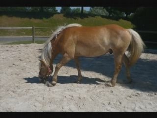 Noé et Pollux rond de longe
