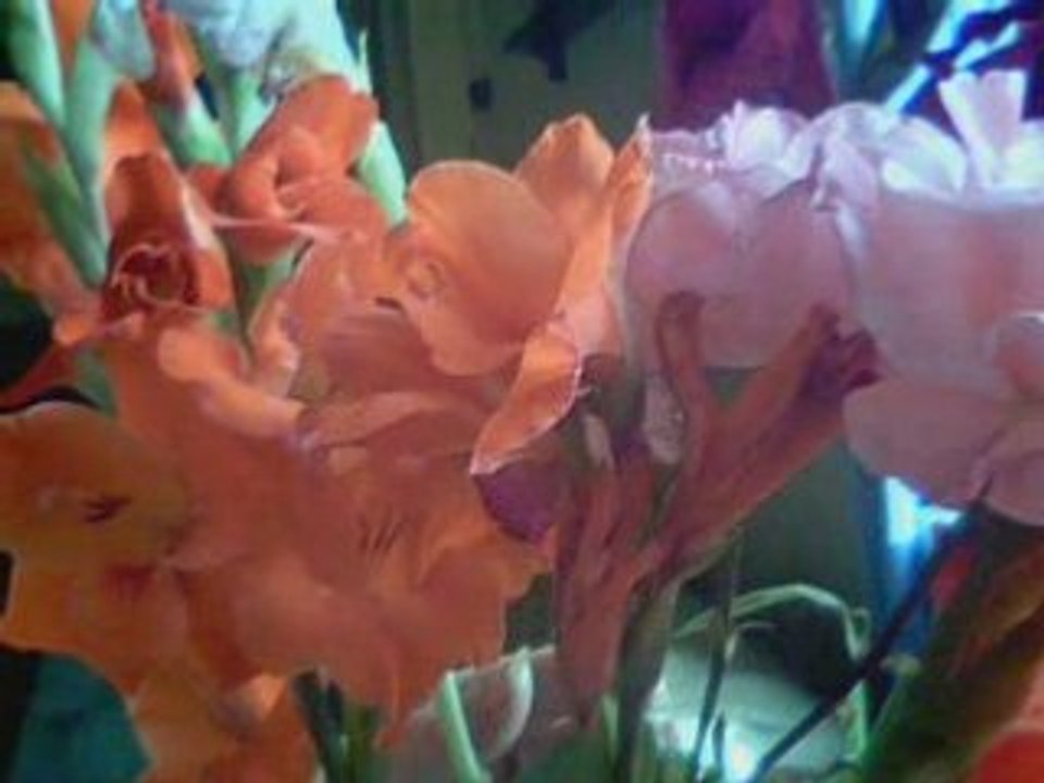 fleurs NIC