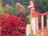 aquarium platy et guppy