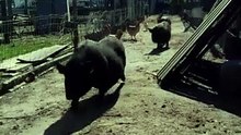 At least I bring a bottle of wine, I_m not like the pigs 👀 #pigs #farm #pigsoftiktok