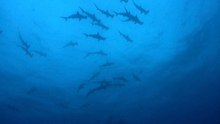 Some sharks hold their breath while hunting prey
