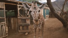 Meet Kenya's giraffe tower and its gentle caretaker